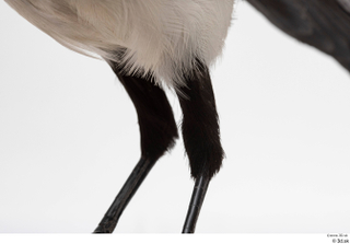 Common magpie Pica pica leg 0011.jpg